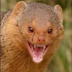 Meet your Posher, Cale